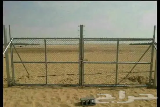 نخل للبيع خلاص مثمره وسكري مثمر وبرحي وواشنطن 2