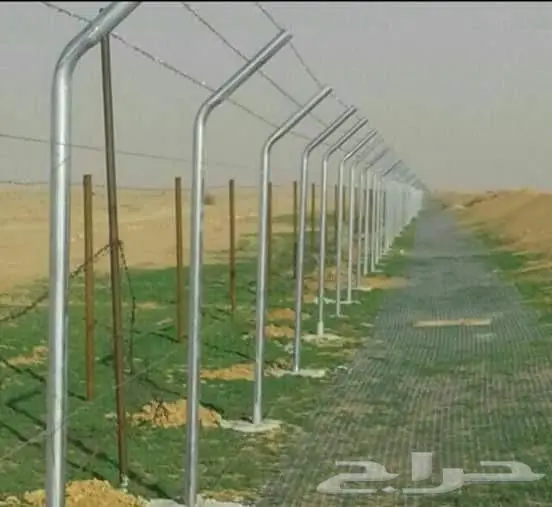نخل للبيع خلاص مثمره وسكري مثمر وبرحي وواشنطن 4