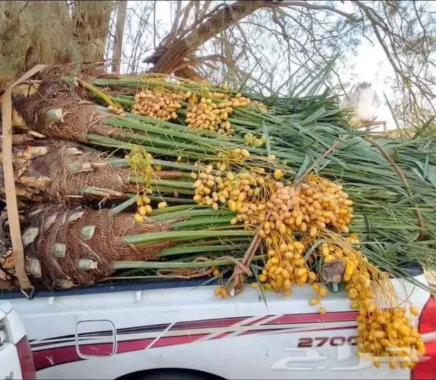 نخل للبيع خلاص مثمره وسكري مثمر وبرحي وواشنطن 8