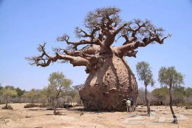 بذور التبلدي العملاق 1