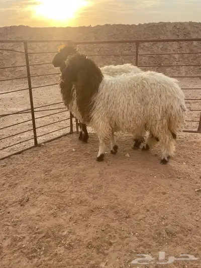 رخال تمايم 0
