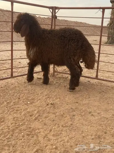 ذبايح 0