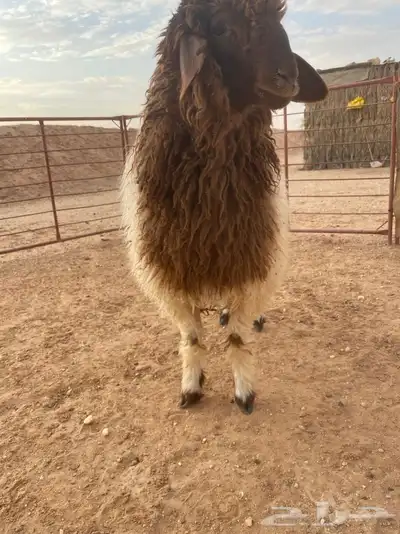ذبايح 2