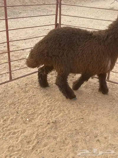ذبايح 1