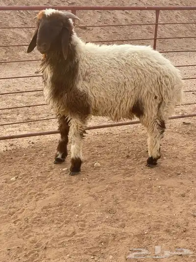 ذبايح 3