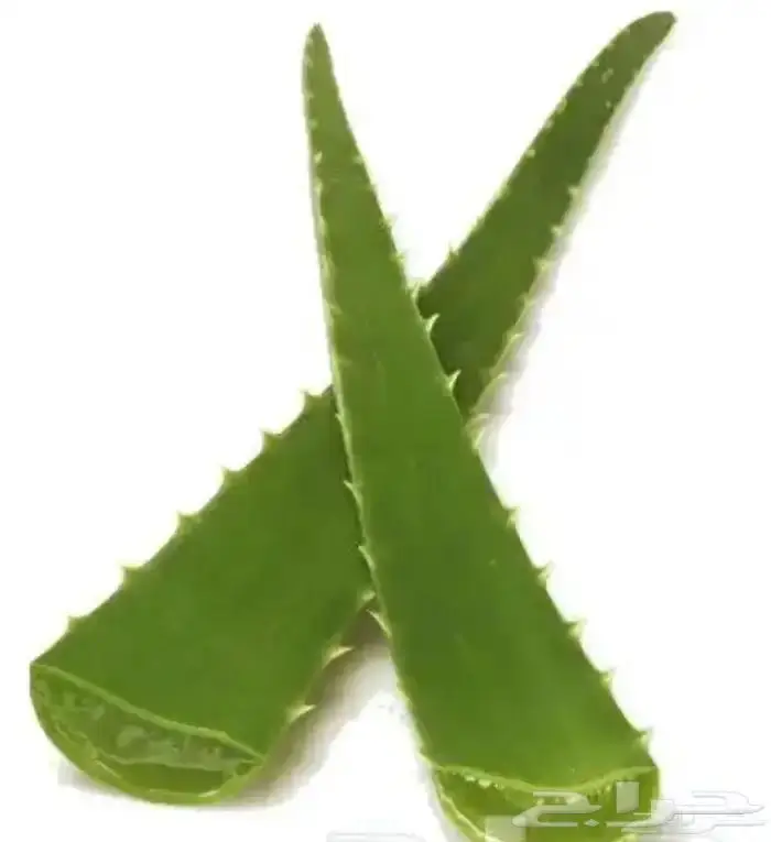 جل صبار الاوليفيرا 1