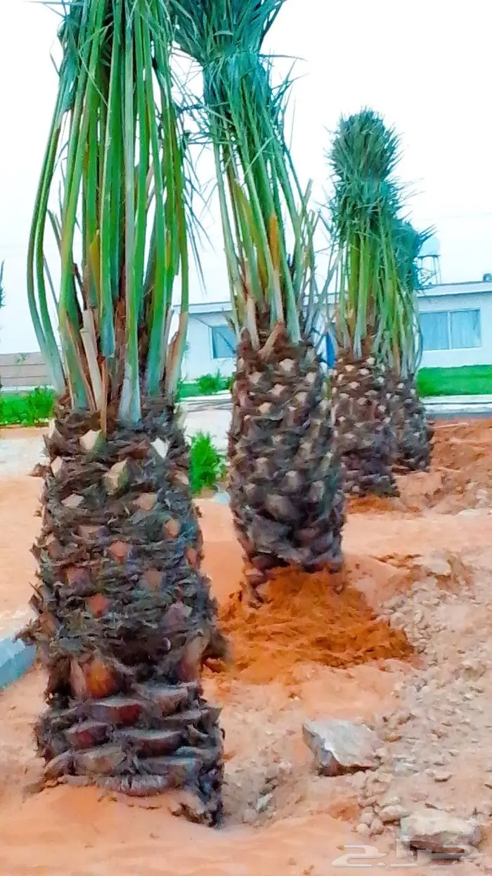 نخل للبيع خلاص مثمره وسكري مثمر وبرحي وواشنطن 7