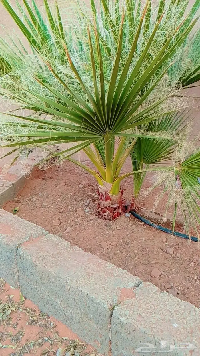 نخل للبيع خلاص مثمره وسكري مثمر وبرحي وواشنطن 6