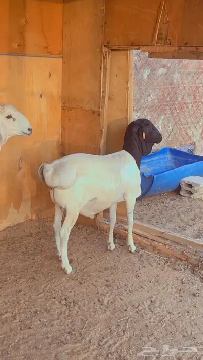 طليان برابر فل شحم مرابي 3 شهور 3