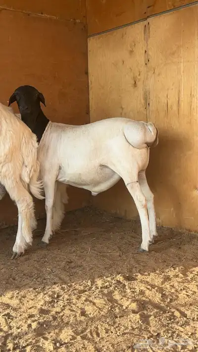 طليان برابر فل شحم مرابي 3 شهور 0