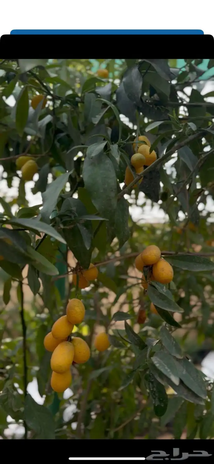 شتلات مثمرة 6