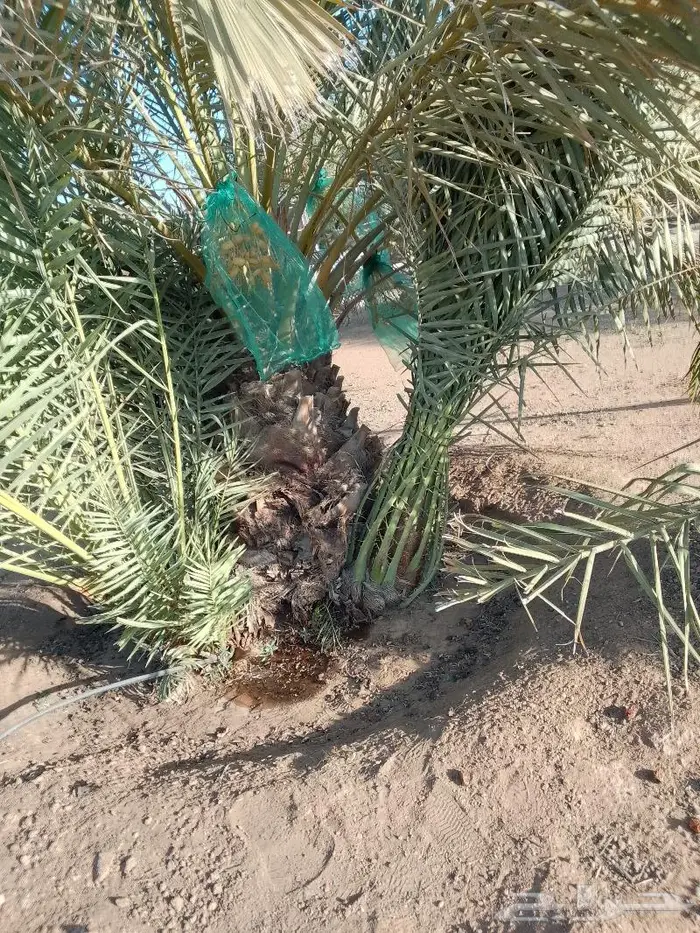 نخل للبيع خلاص مثمره وسكري مثمر وبرحي وواشنطن 10