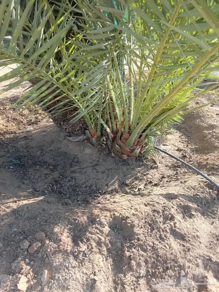 نخل للبيع خلاص مثمره وسكري مثمر وبرحي وواشنطن 9
