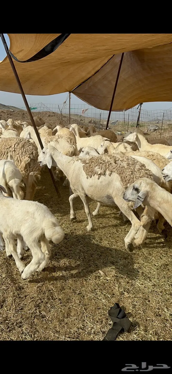 غنم خلفات حريات طيبة 0
