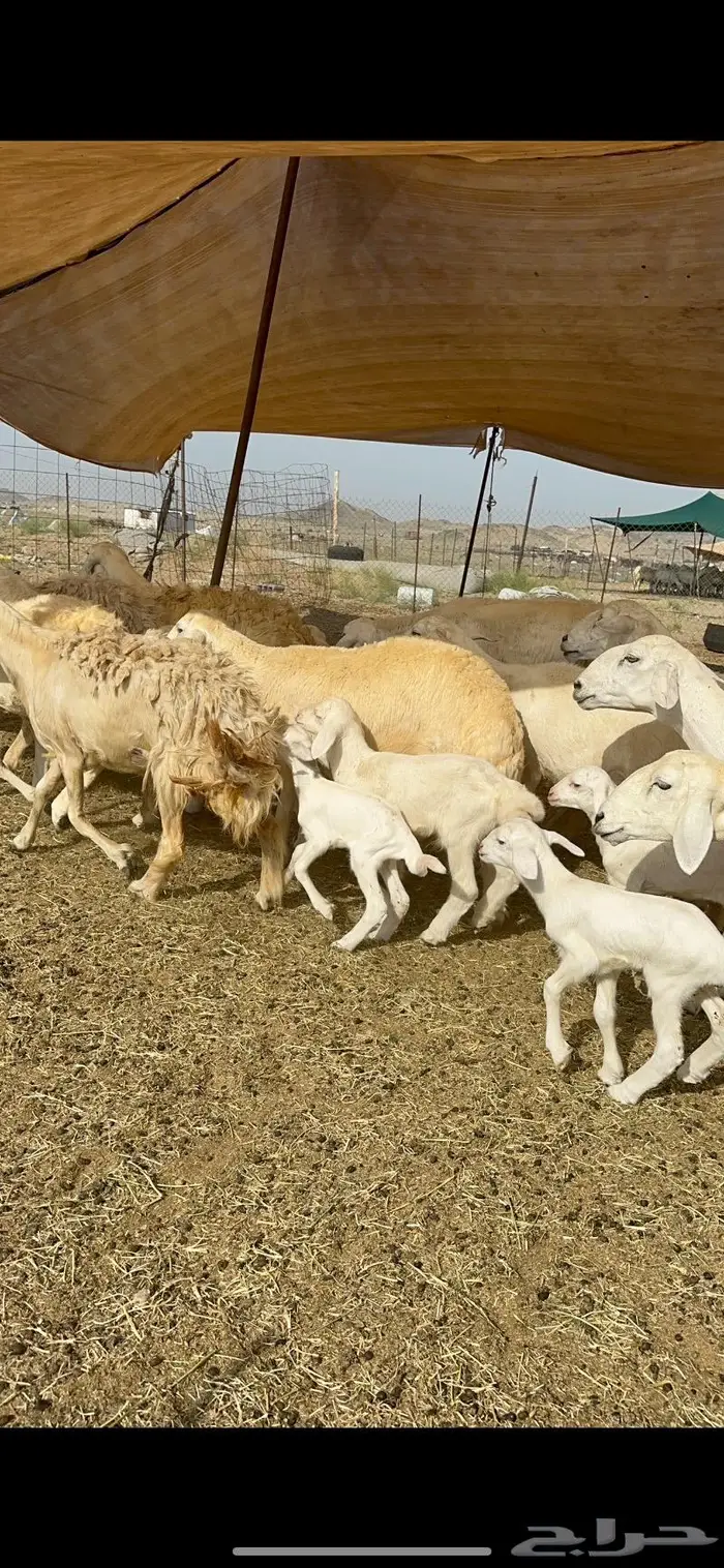 غنم خلفات حريات طيبة 1