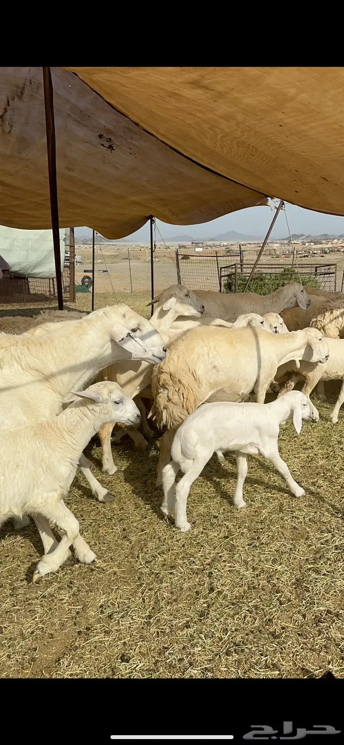 غنم خلفات حريات طيبة 3