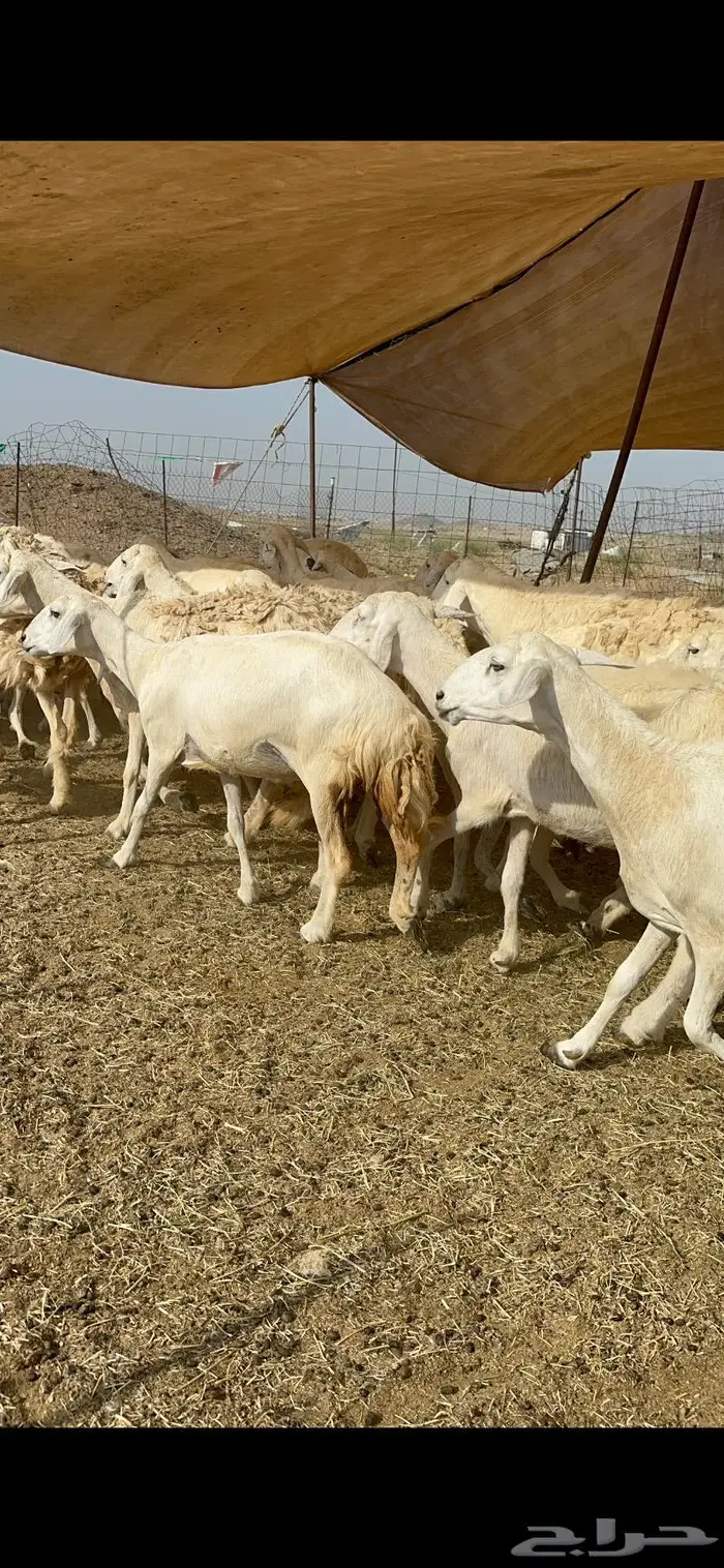 غنم خلفات حريات طيبة 2