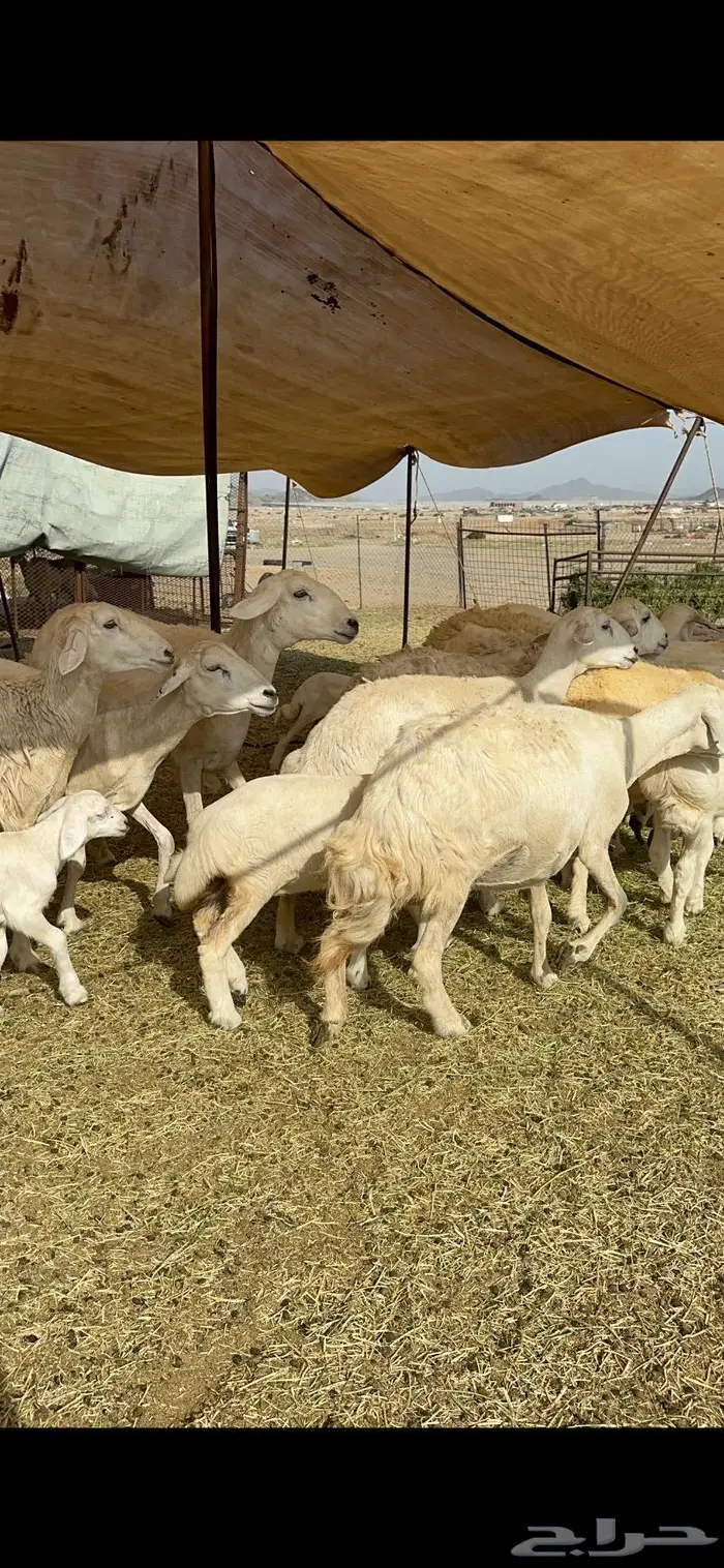 غنم خلفات حريات طيبة 4