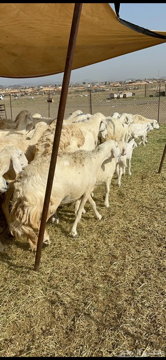 غنم خلفات حريات طيبة 5