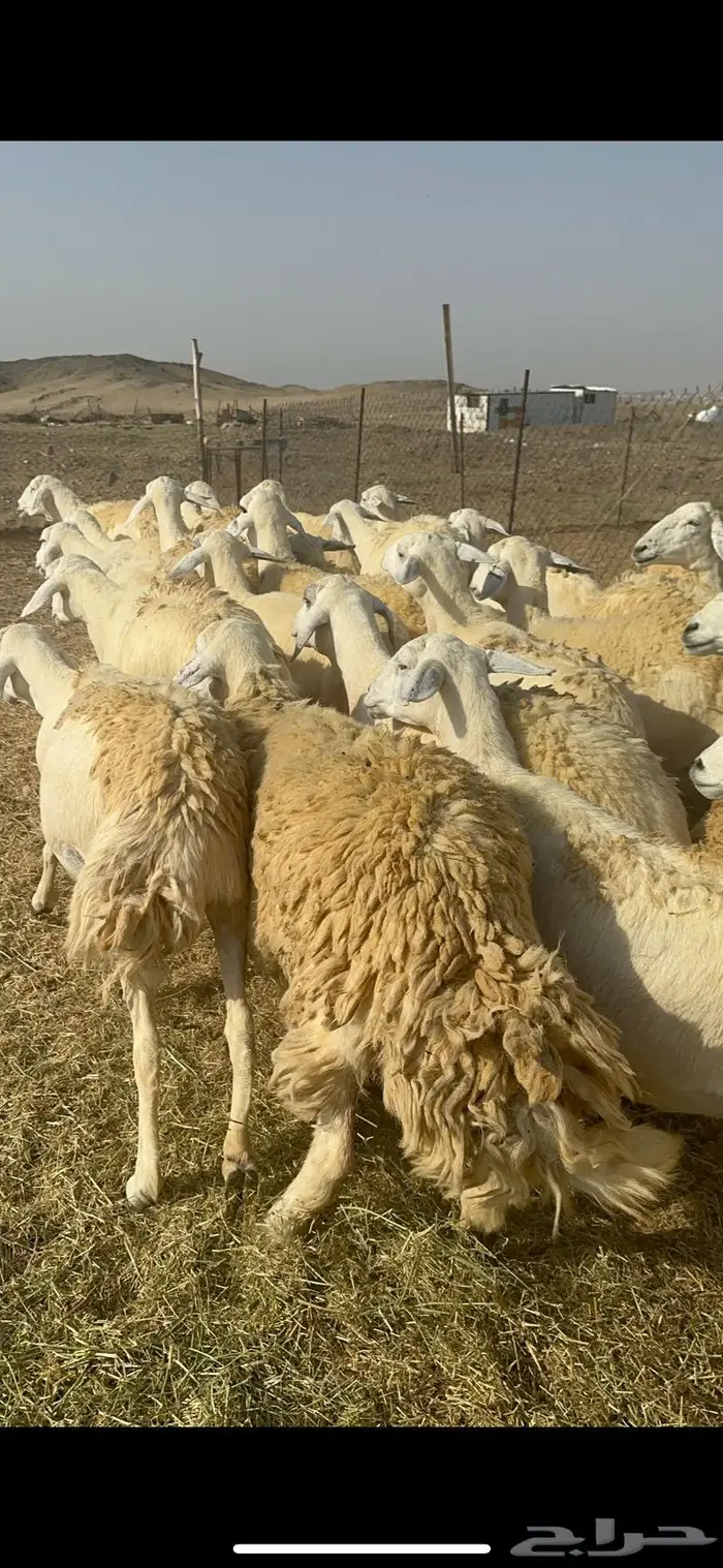غنم حرية حرش دفيع مقرربه 66 ومعاها فحلين 0