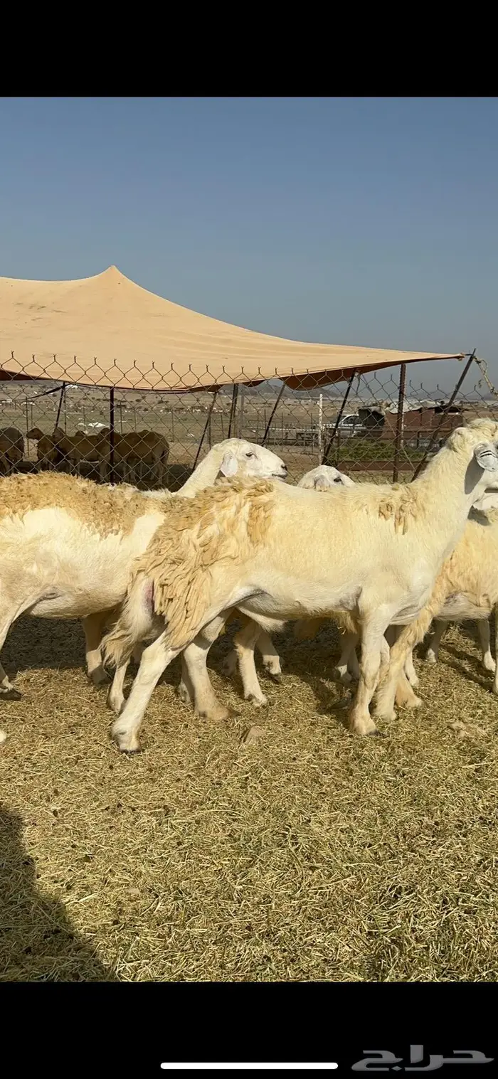 غنم حرية حرش دفيع مقرربه 66 ومعاها فحلين 1