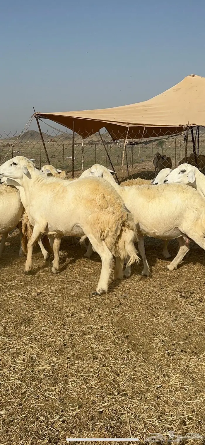 غنم حرية حرش دفيع مقرربه 66 ومعاها فحلين 5