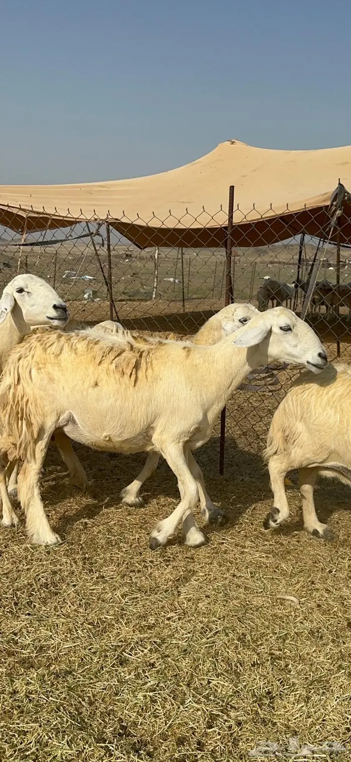 غنم حرية حرش دفيع مقرربه 66 ومعاها فحلين 6