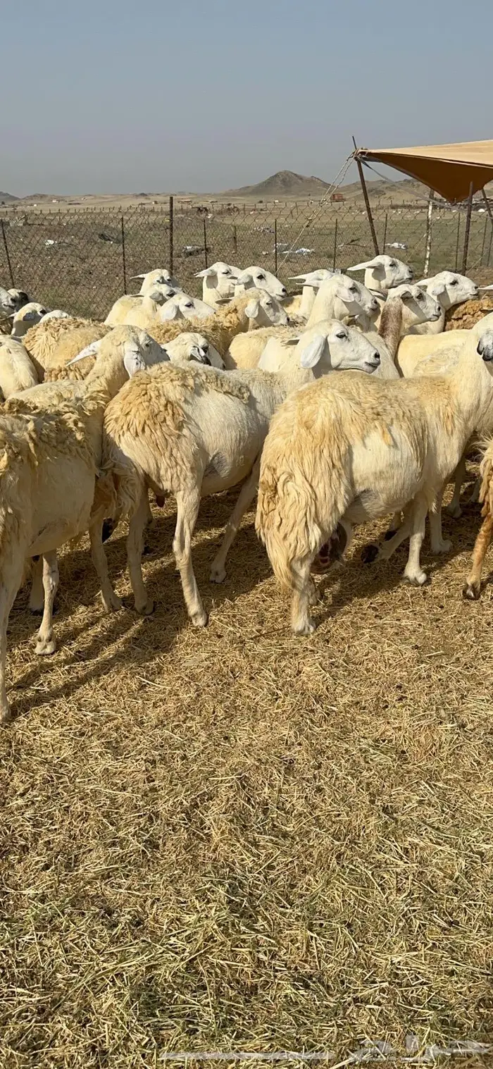 غنم حرية حرش دفيع مقرربه 66 ومعاها فحلين 8