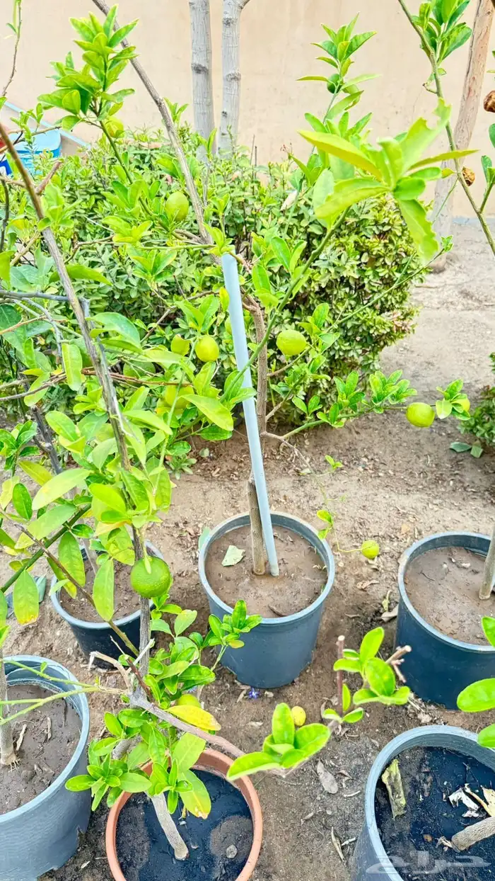 شتلات مثمرة 1