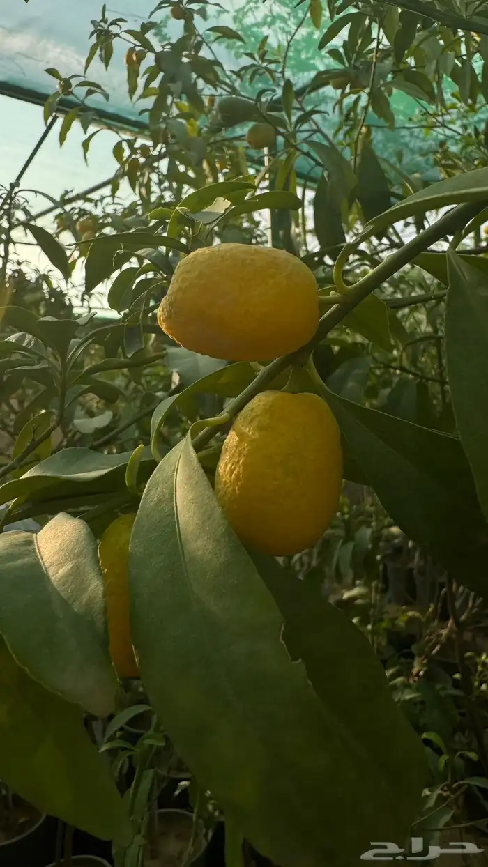 شتلات مثمرة 5