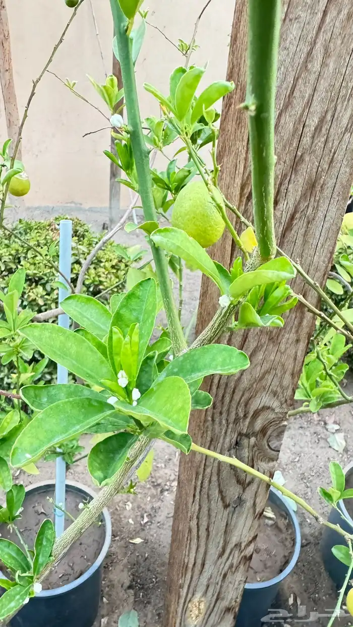 شتلات مثمرة 8