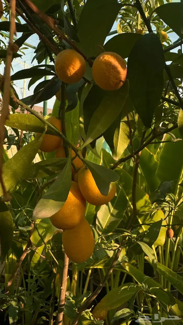 شتلات مثمرة 3