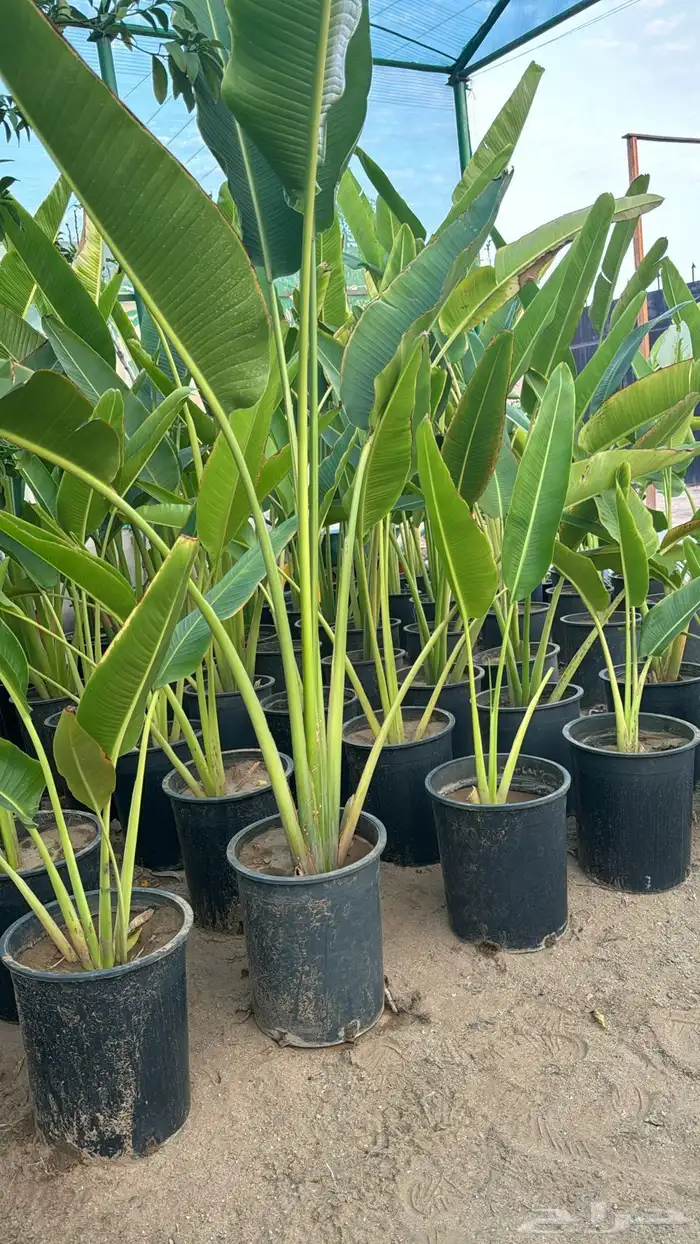 شتلات مثمرة 0