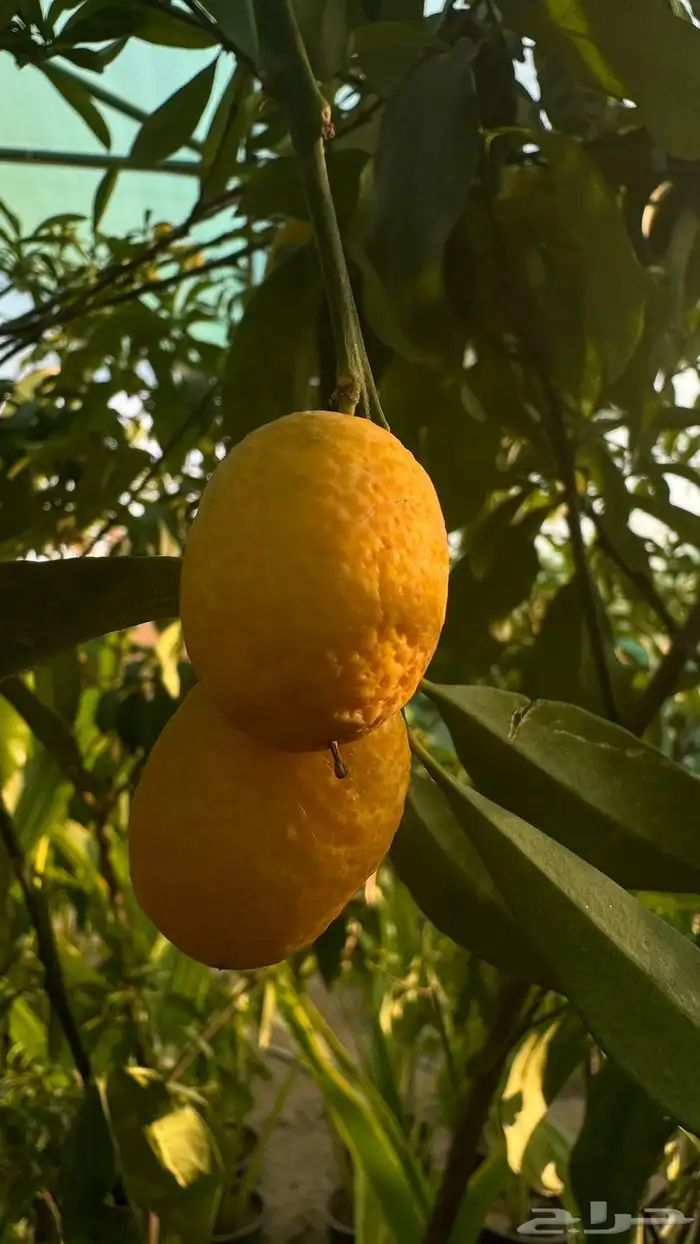 شتلات مثمرة 2