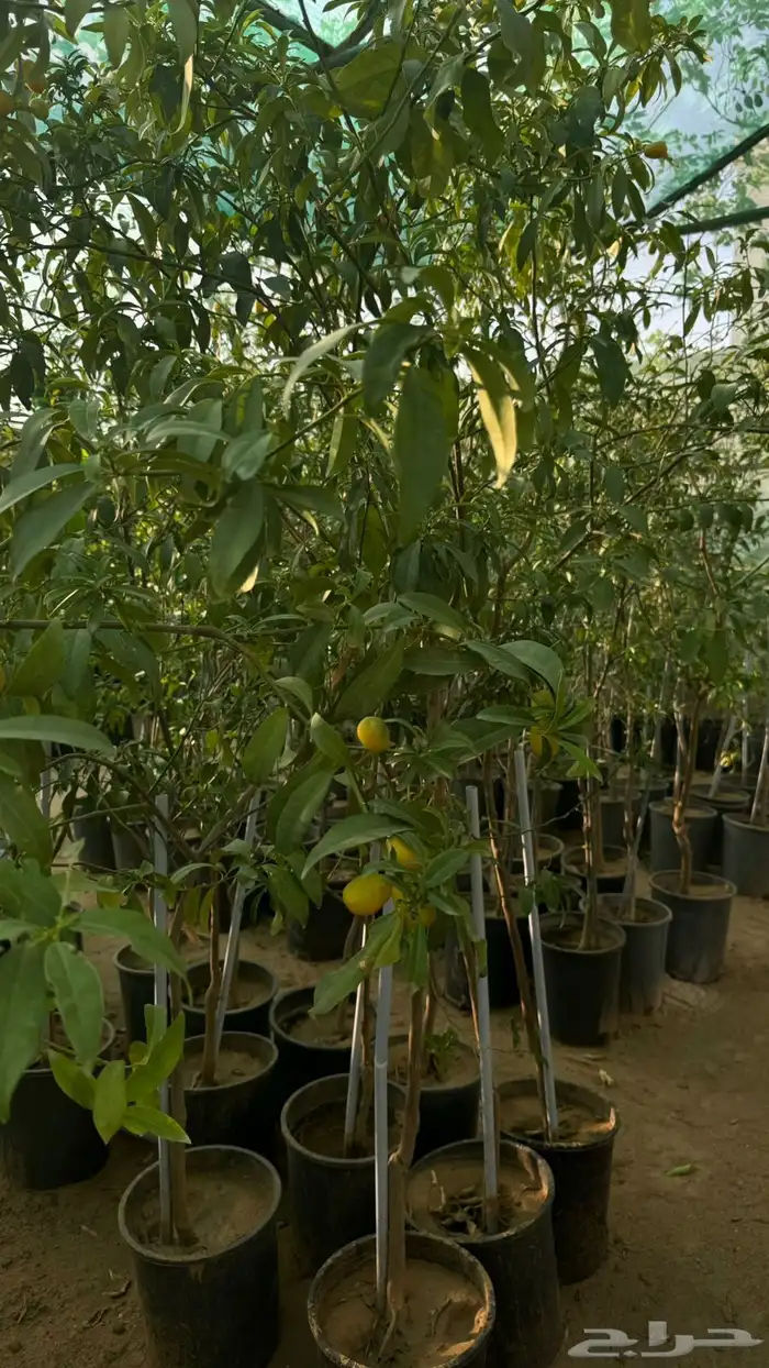 شتلات مثمرة 7