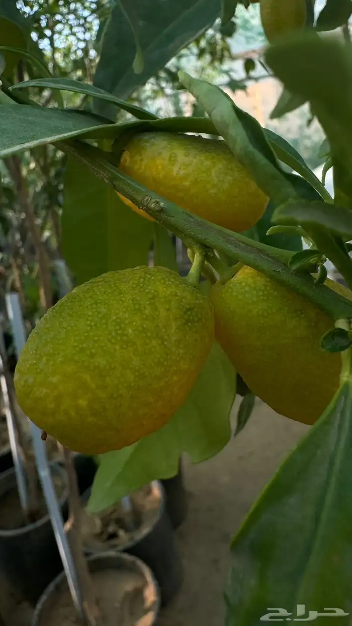 شتلات مثمرة 4