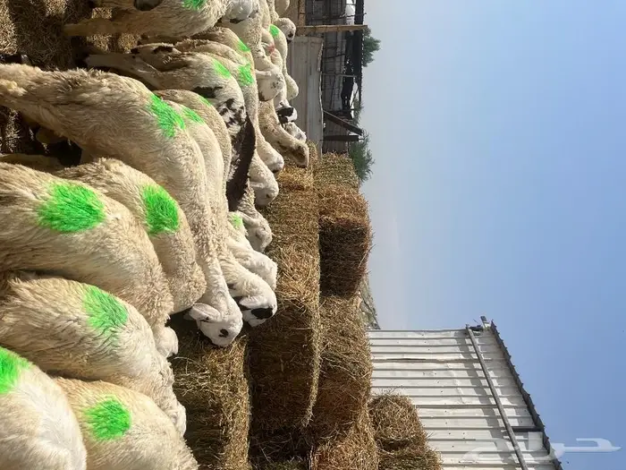 طليان سواكن 1