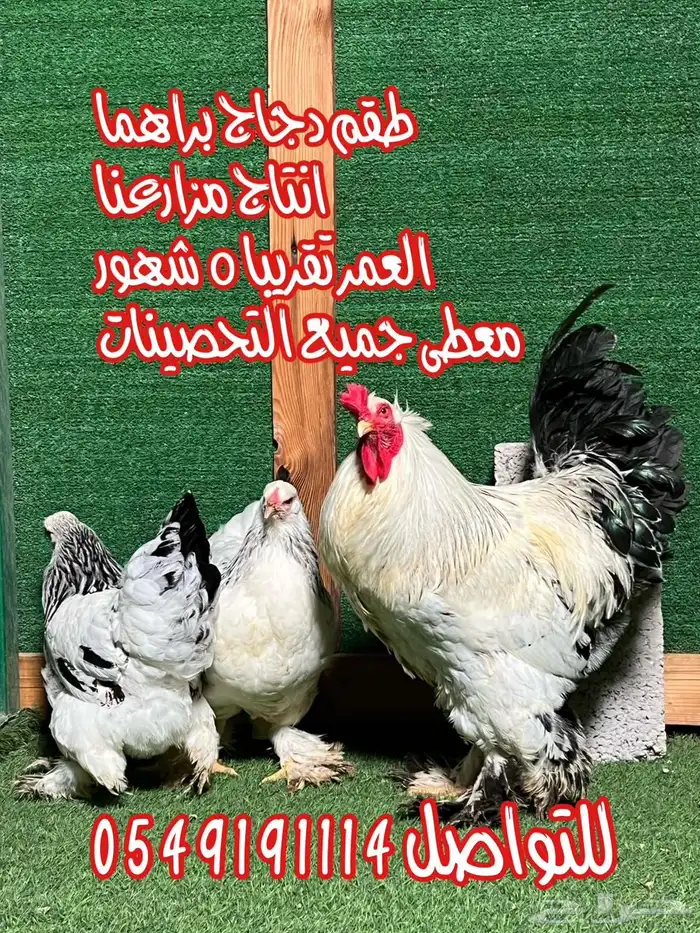 دجاج براهما كلومبي 0