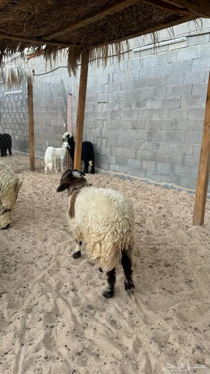 ذبايح للبيع 2