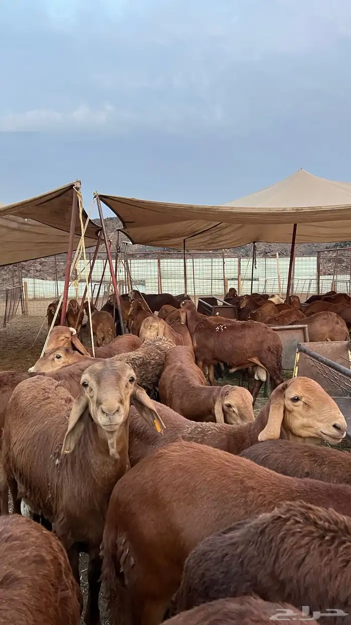 سواكن حمري جذعان وثنيان مرابي 4