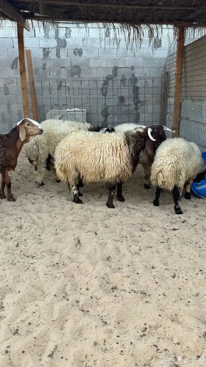 ذبايح للبيع 1