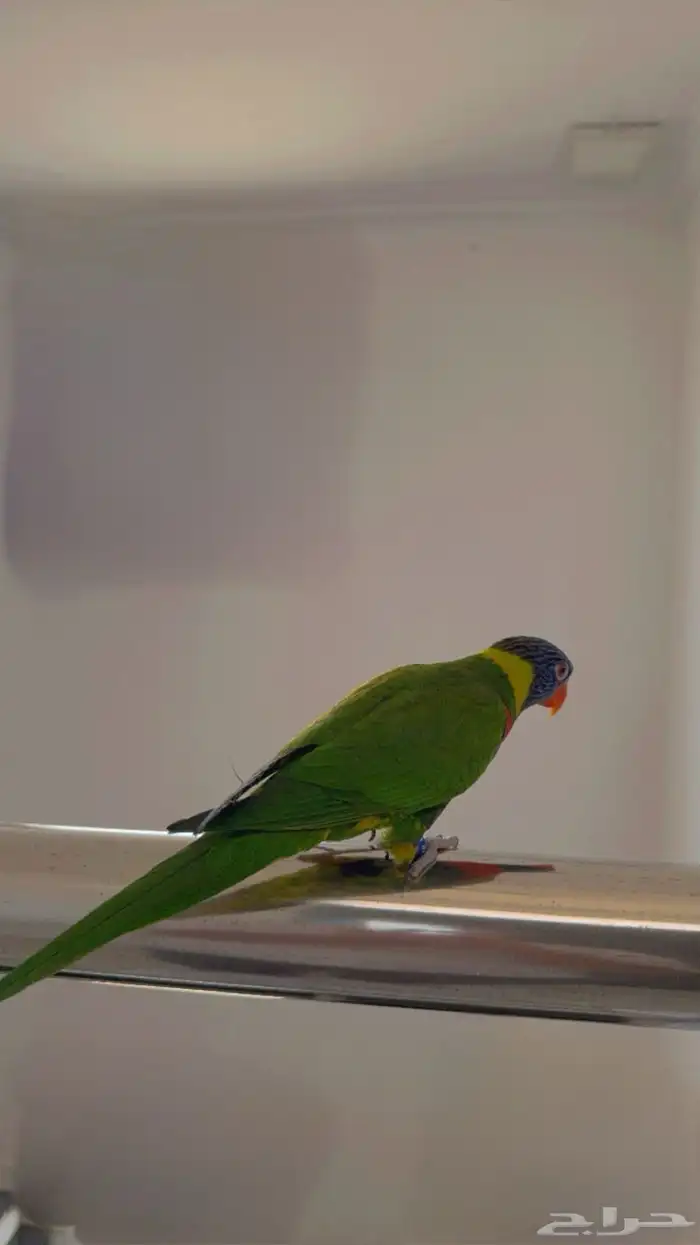لوري اليف وهدد ومتكلم 0