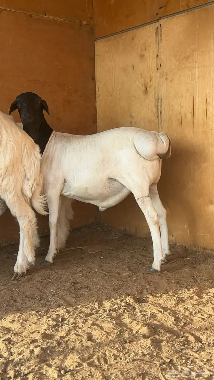 طلي بربري فل شحم مرابي 3