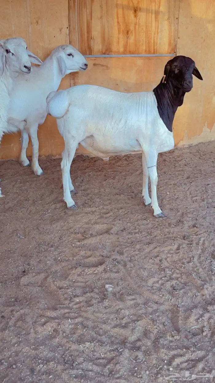 طلي بربري فل شحم مرابي 0