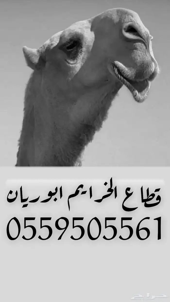 قطاع الخرايم لنقل الابل داخل المملكه وخارجها 5
