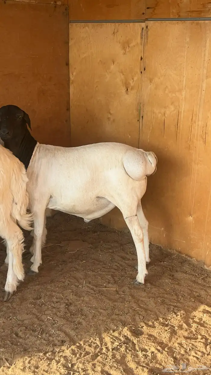 طلي بربري فل شحم مرابي 4