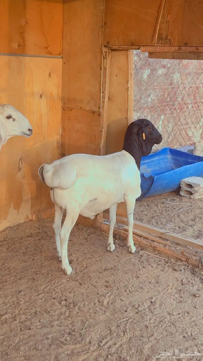 طلي بربري فل شحم مرابي 2