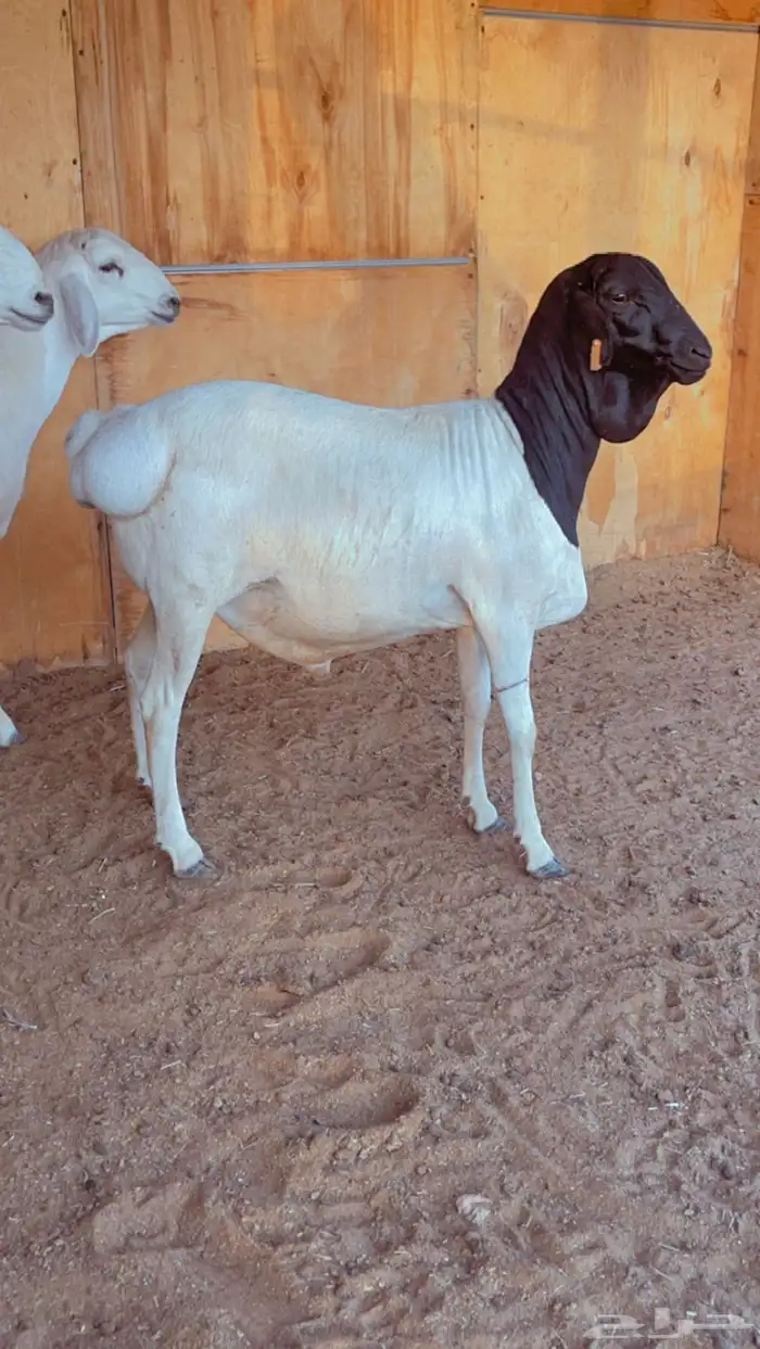 طلي بربري فل شحم مرابي 1