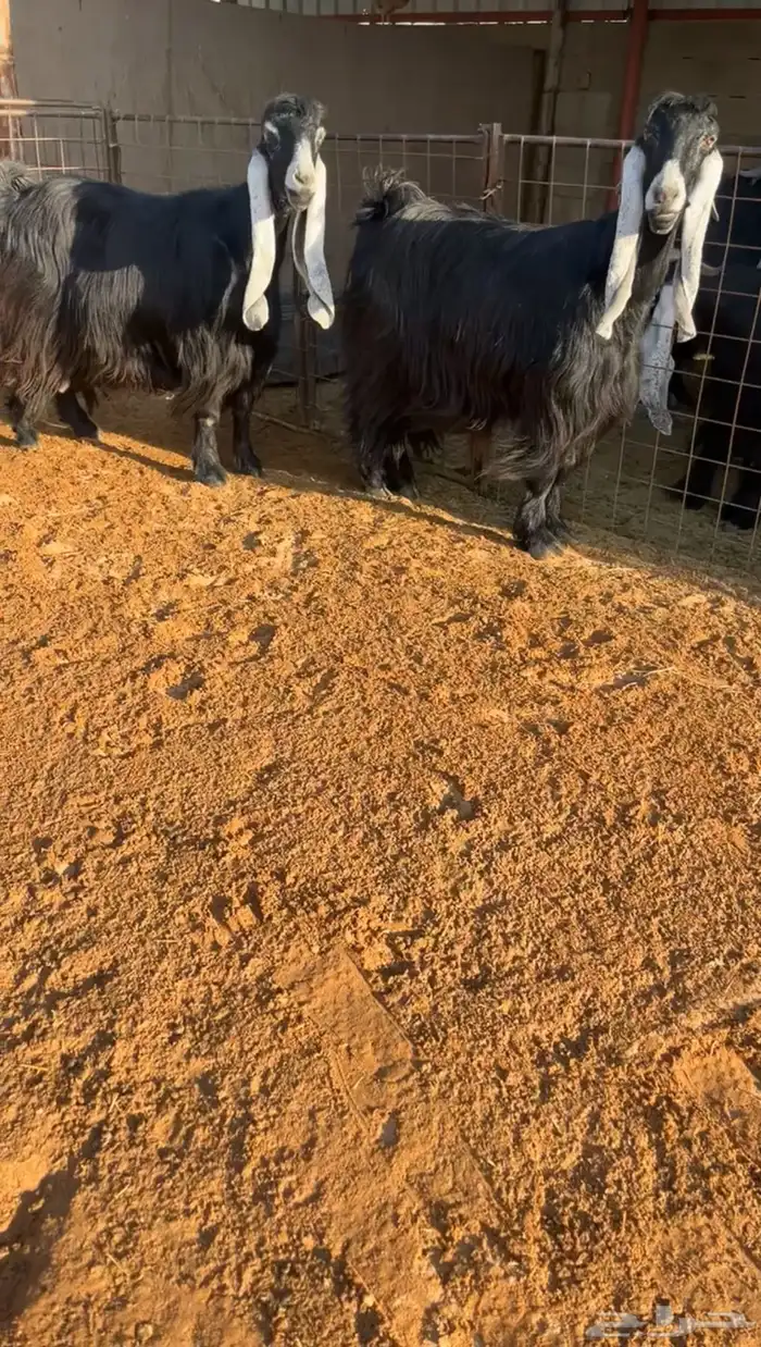 عنزين عوارض صنف خصممم تم البيع 1