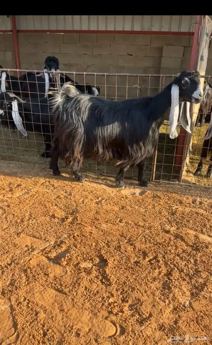 عنزين عوارض صنف خصممم تم البيع 2